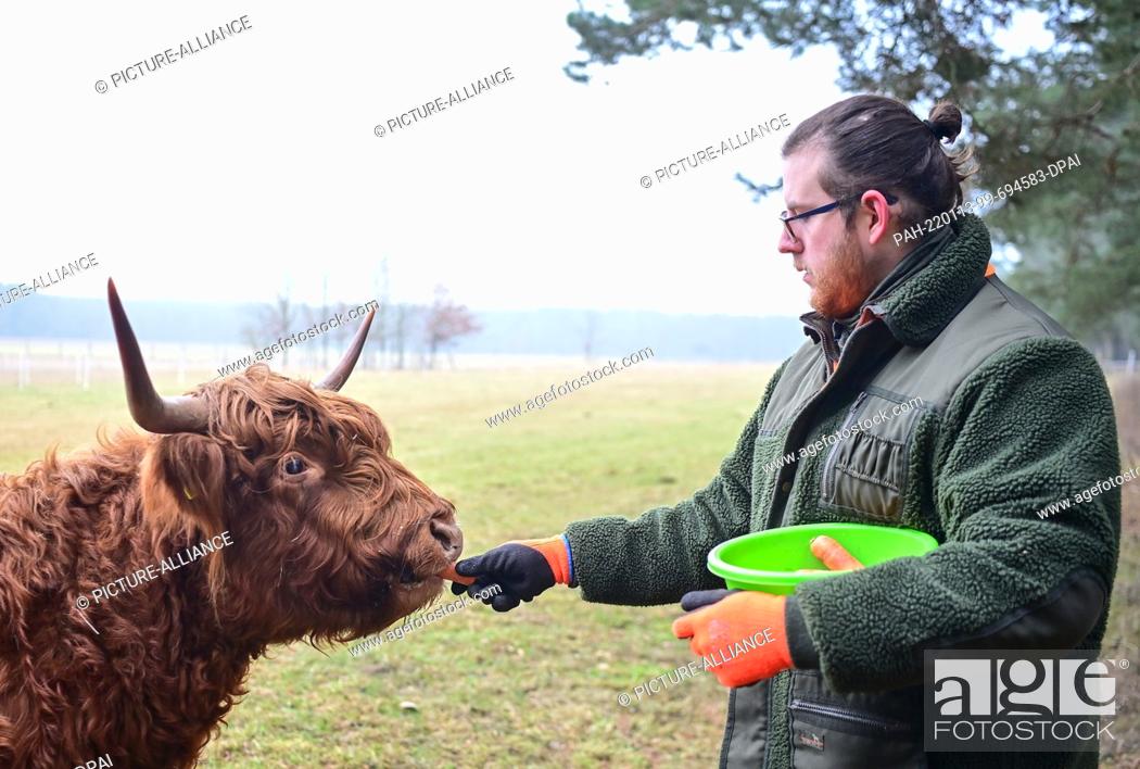 Stock Photo: 13 January 2022, Brandenburg, Baruth: Jan Tayeb, managing director of the Johannismühle Wildlife Park, feeds a Scottish Highland cow with carrots.