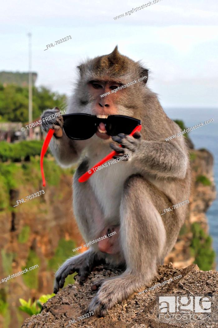 Monkey Stolen Sunglasses Bali Indonesia Stock Photo 725268142 | Shutterstock