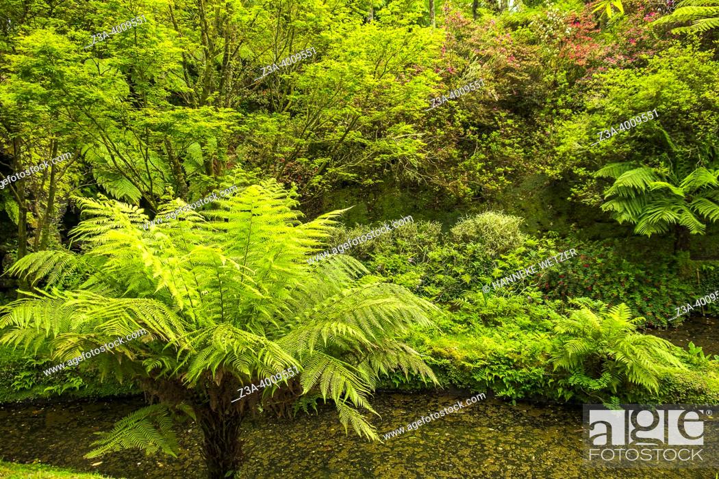 Imagen: Furnas, Sao Miguel Island, Azores, Portugal: Terra Nostra Botanical Garden.