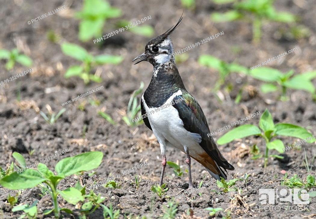 Stock Photo: 19 May 2022, Brandenburg, Sachsendorf: A lapwing (Vanellus vanellus) stands in a field. Just 50 years ago, the lapwing was frequently seen in fields and meadows.