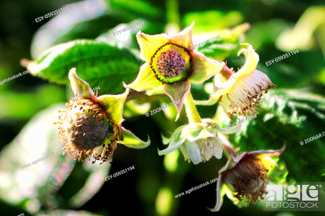 Stock Photo: Closeup of raspberries in various stages of blooming and setting fruit.