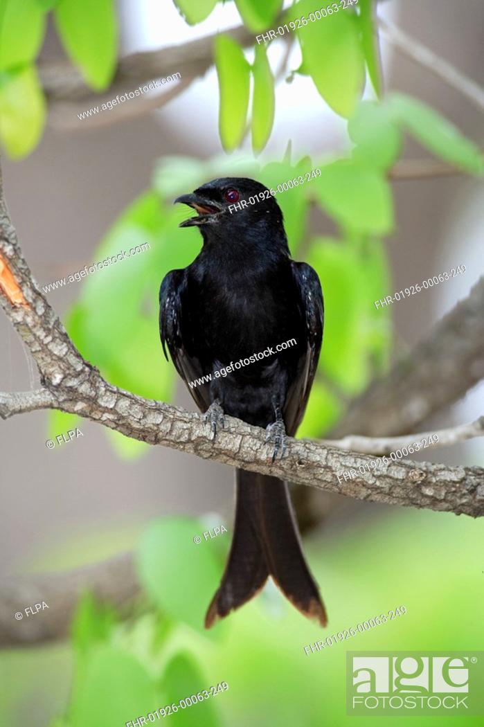 Stock Photo: Fork-tailed Drongo Dicrurus adsimilis adult, calling, perched in tree, Kruger N P , South Africa.