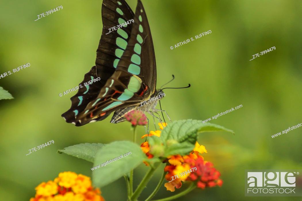 Photo de stock: Graphium sarpedon (common bluebottle/triangle butterfly) sipping nectar from lantana flower cluster (umbel), closed wings, macro. Chengdu, China.