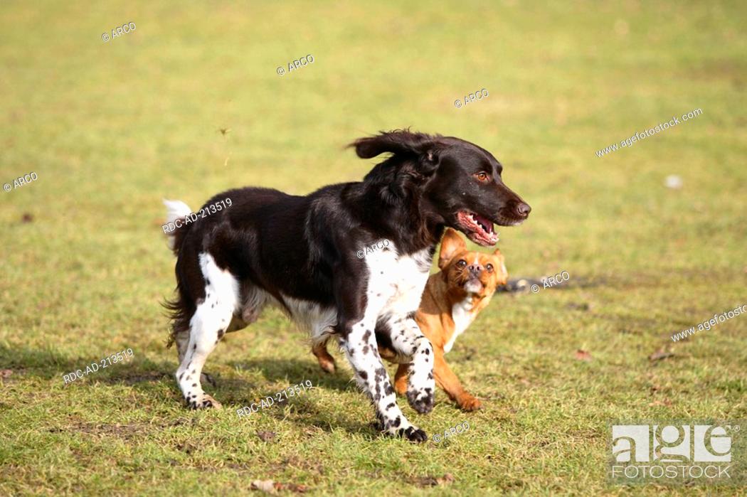 Stock Photo: Small Munsterlander and Mixed Breed Dog, Kleiner Münsterländer.