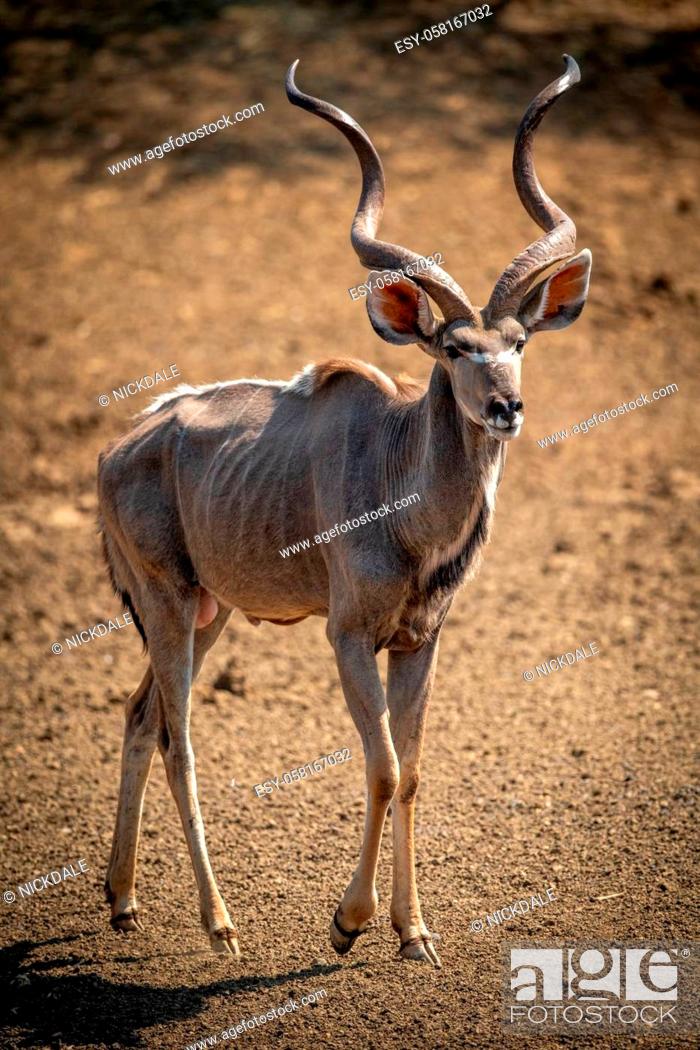 Stock Photo: Male greater kudu walks over bare ground.