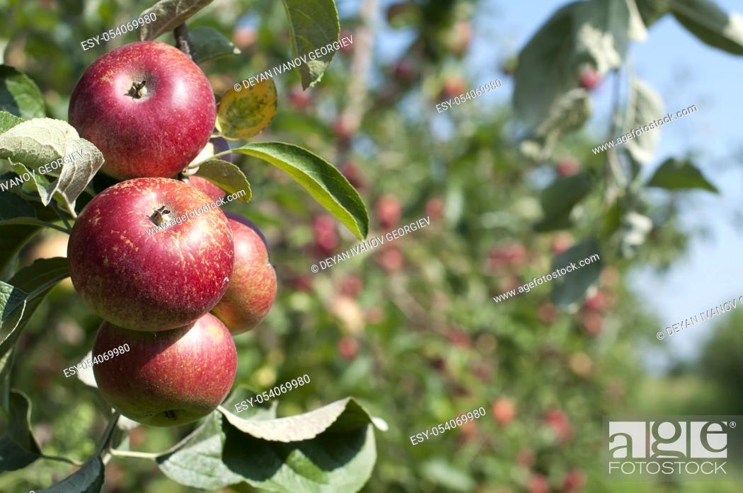 Imagen: Apple tree with red apples. Blurred apples on background.