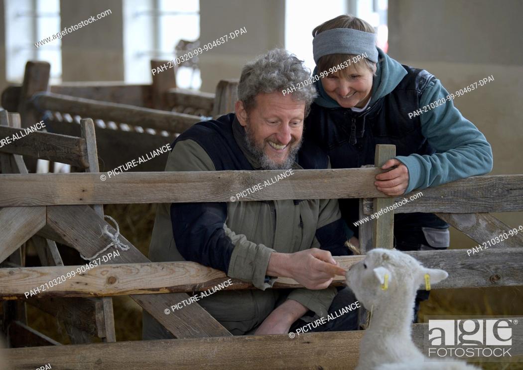 Stock Photo: 15 March 2021, Brandenburg, Roskow: Farmer Katja Behling and her husband Christoph (a trained shepherd) stroke a shorn ewe of the Skudden breed in the barn on.