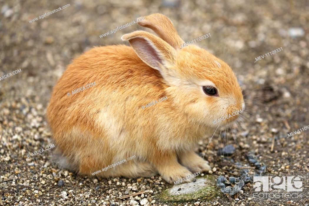 The Rabbits of Okunoshima known as Rabbit Island in Japan which roam wild  on a small island with no..., Stock Photo, Photo et Image Droits gérés.  Photo MEV-11109331 | agefotostock