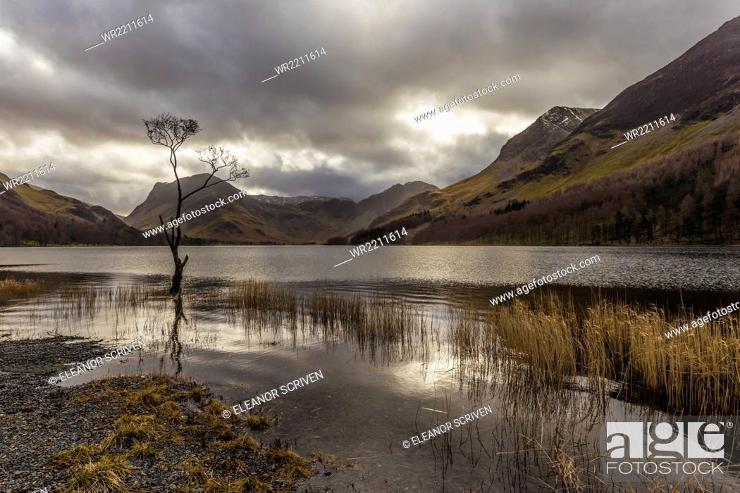 Stock Photo: Lone winter tree with marginal golden grasses, Buttermere, Lake District National Park, Cumbria, England, United Kingdom, Europe.