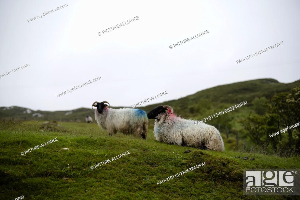 Stock Photo: 29 May 2019, Ireland, Clifden: Suffolk sheep graze near the Irish coastal town of Clifden along the Wild Atlantic Way. A famous route that many tourists follow.