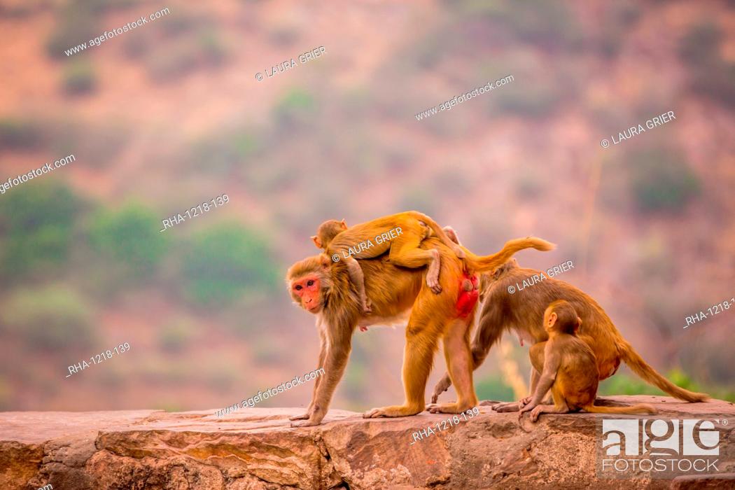 Wild monkeys, Jaipur, Rajasthan, India, Asia, Stock Photo, Picture And  Rights Managed Image. Pic. RHA-1218-139 | agefotostock