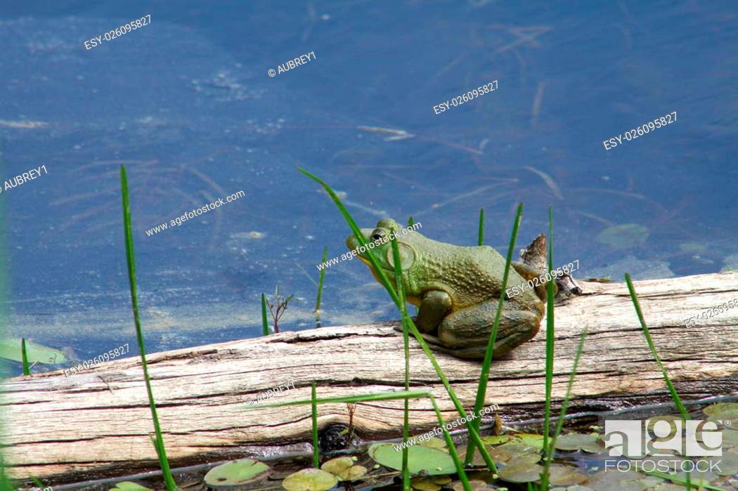 Stock Photo: American Bullfrog sitting on an old log near the shore of a large swamp om a hot day.