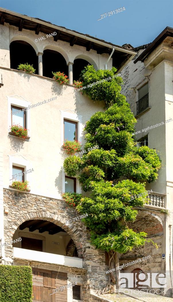 Stock Photo: old building in historical touristic village with large creeping wisteria, shot on bright summer day at Orta San Giulio, Novara, Cusio, Italy.