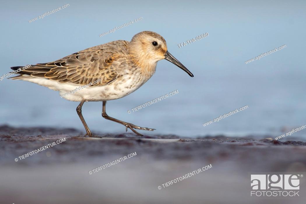 Stock Photo: Dunlin on the mudflats.