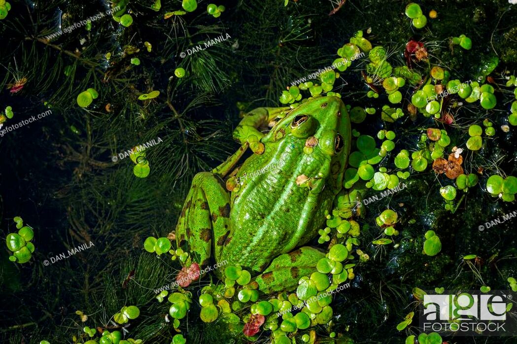 Stock Photo: A green edible frog, Pelophylax kl. esculentus on a water lily leaf. Common European frog, Common water frog or green frog. High quality photo.
