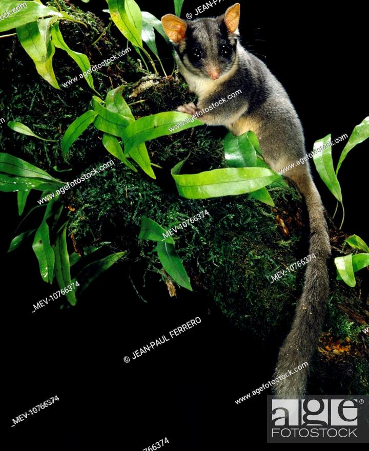 Tree possum