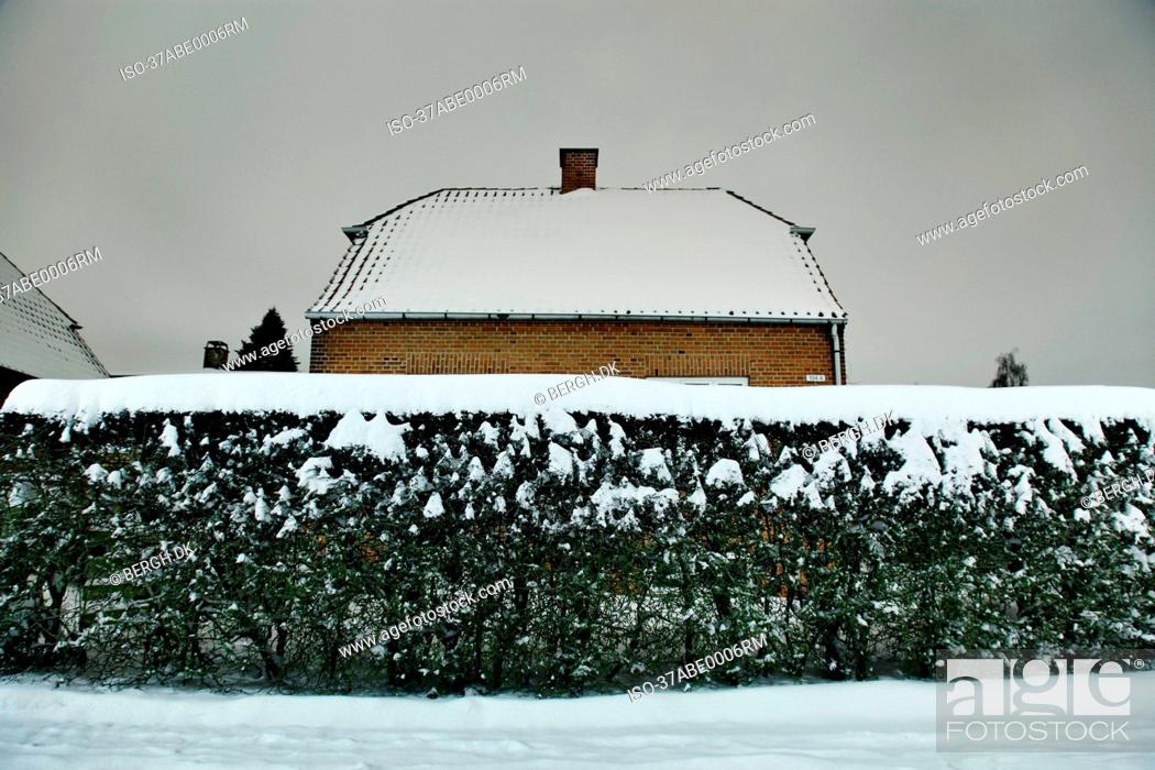 Stock Photo: Snow covered bush and house.