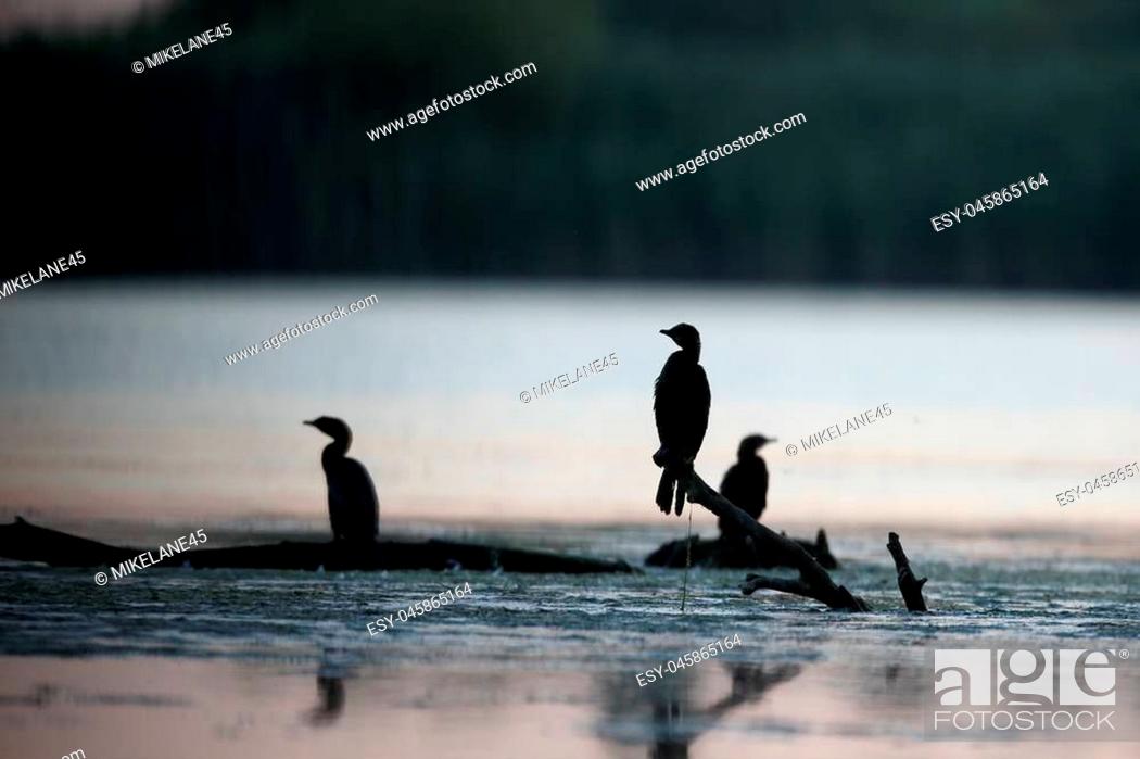 Stock Photo: Pygmy cormorant, Phalacrocorax pygmeus, group of birds on branch, Romania, July 2017.