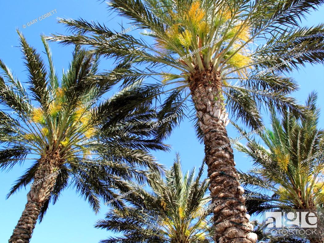 Stock Photo: Sabal palmetto or Sabal or Cabbage palm trees.