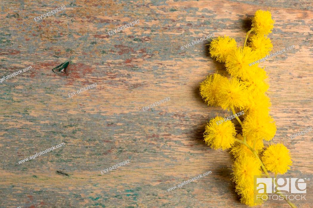 Stock Photo: Mimosa's the flower dedicated to women, but yellow (the color) is associated with jealousy, and dark yellow symbolizes betrayal and deception.
