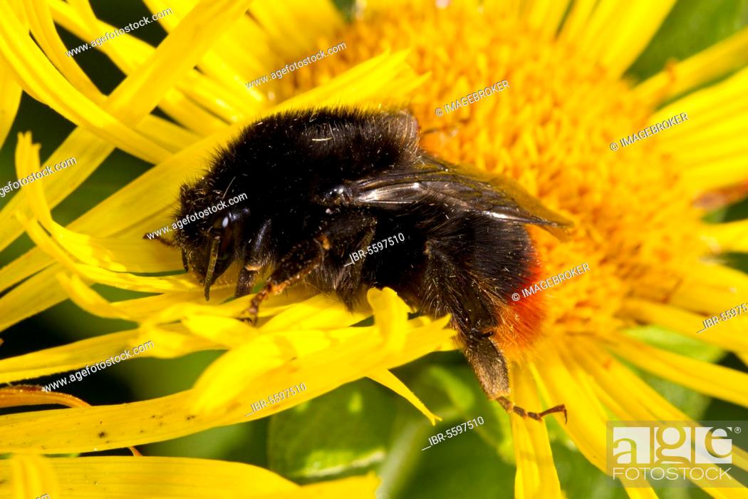 Stock Photo: Red-shanked bumblebee (Bombus ruderarius), Grass bumblebees, Bumblebee, Bumblebees, Other animals, Insects, Animals, Red-shanked Carder Bumblebee queen.