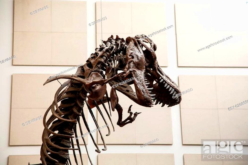 Head of a dinosaur statue showing massive teeth, Stock Photo, Picture And  Low Budget Royalty Free Image. Pic. ESY-026855634 | agefotostock