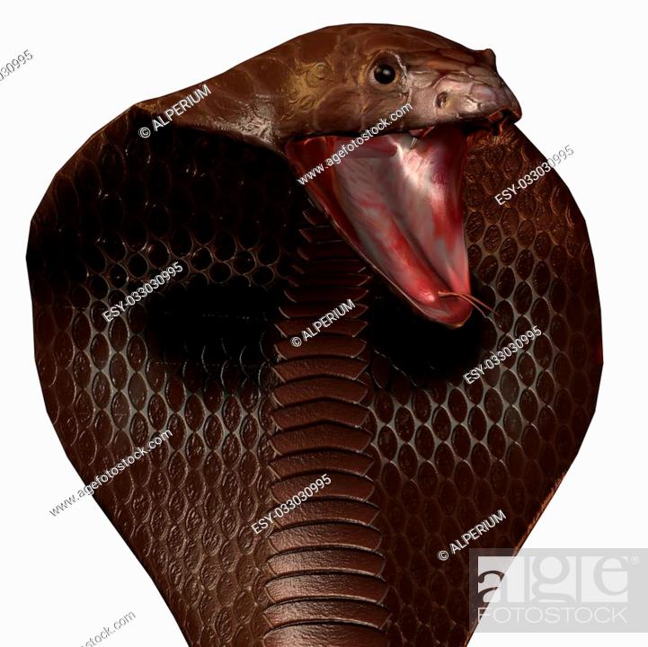 snake cobra in 3D isolated on a white background, Stock Photo, Picture And  Low Budget Royalty Free Image. Pic. ESY-033030995 | agefotostock