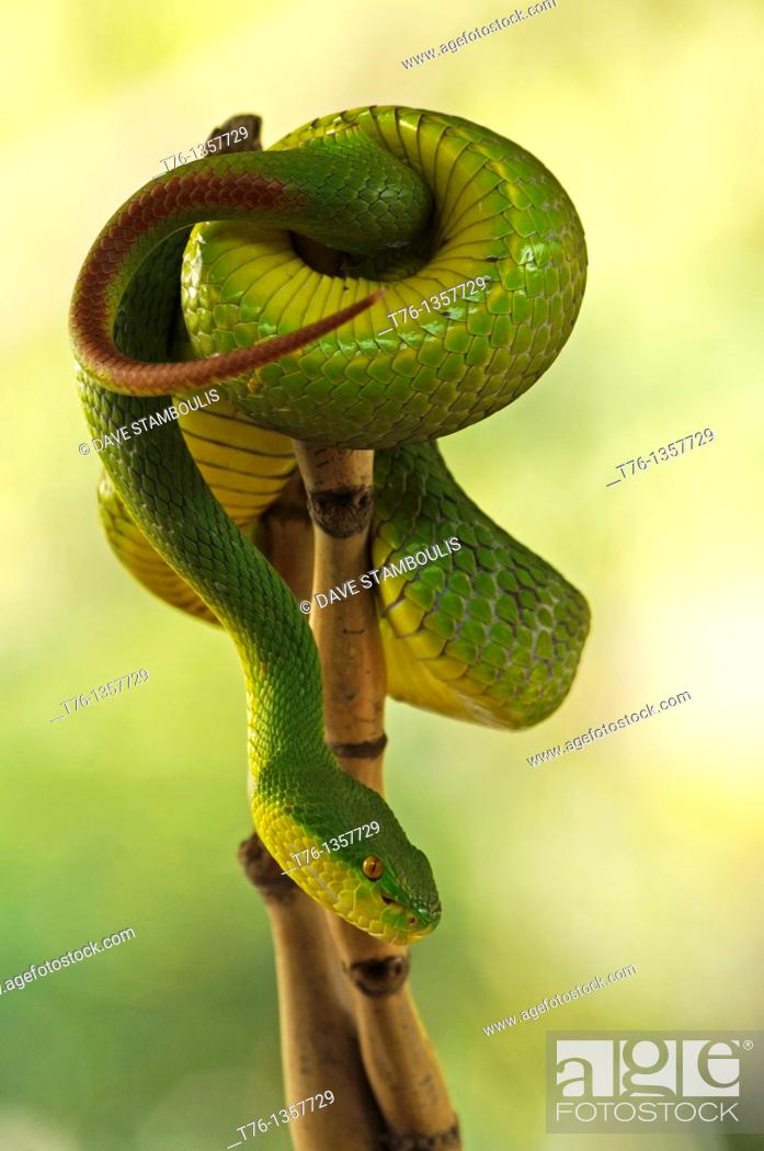 Stock Photo: white lipped green pit viper, highly venomous snake, Trimeresurus albolabris.