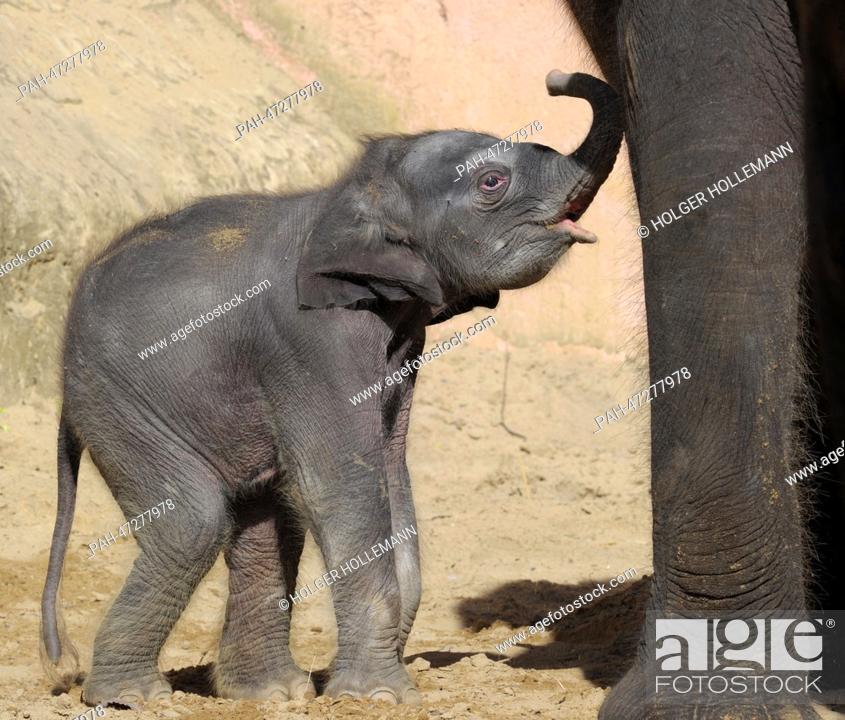 Stock Photo: A three day old elephant female takes one of her first trips out into the elephant enclosure with mother Califa at the Adventure Zoo in Hanover,  Germany.