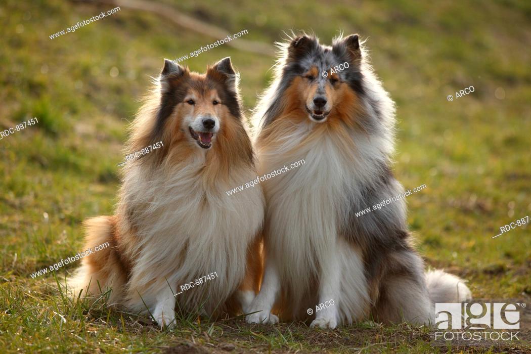 Rough Collie Male Dogs Blue Merle And Sable White Stock Photo Picture And Rights Managed Image Pic Rdc 887451 Agefotostock