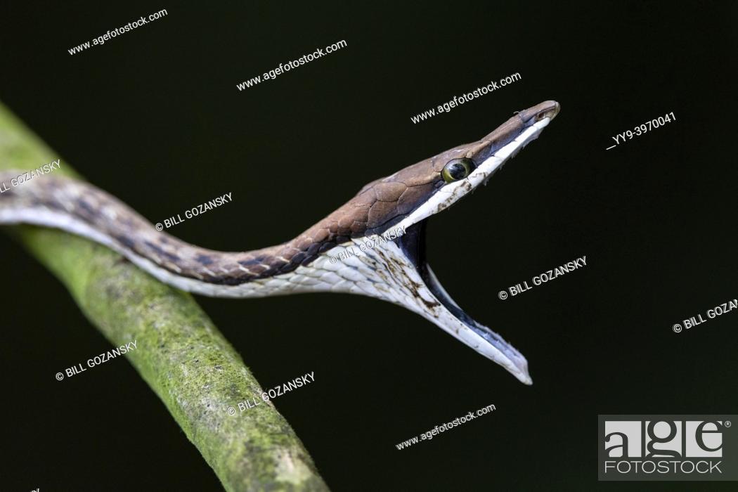 Stock Photo: Brown Vine Snake (Oxybelis aeneus) opening mouth wide in threat display to intimidate a predator - La Laguna del Lagarto Eco-Lodge, Boca Tapada, Costa Rica.