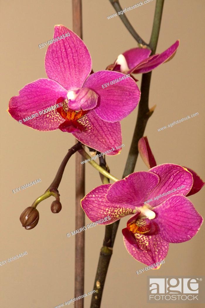 Stock Photo: Close view of some pink orchid flowers.