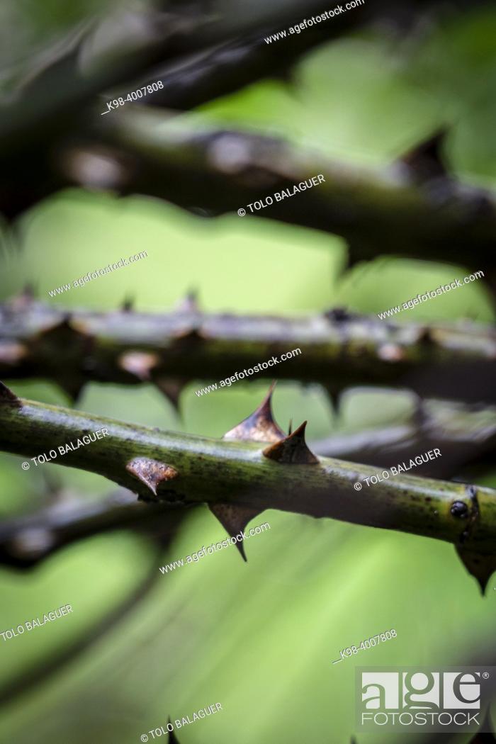 Photo de stock: rosebush spines, Astau valley, Luchon, Pyrenean mountain range, France.