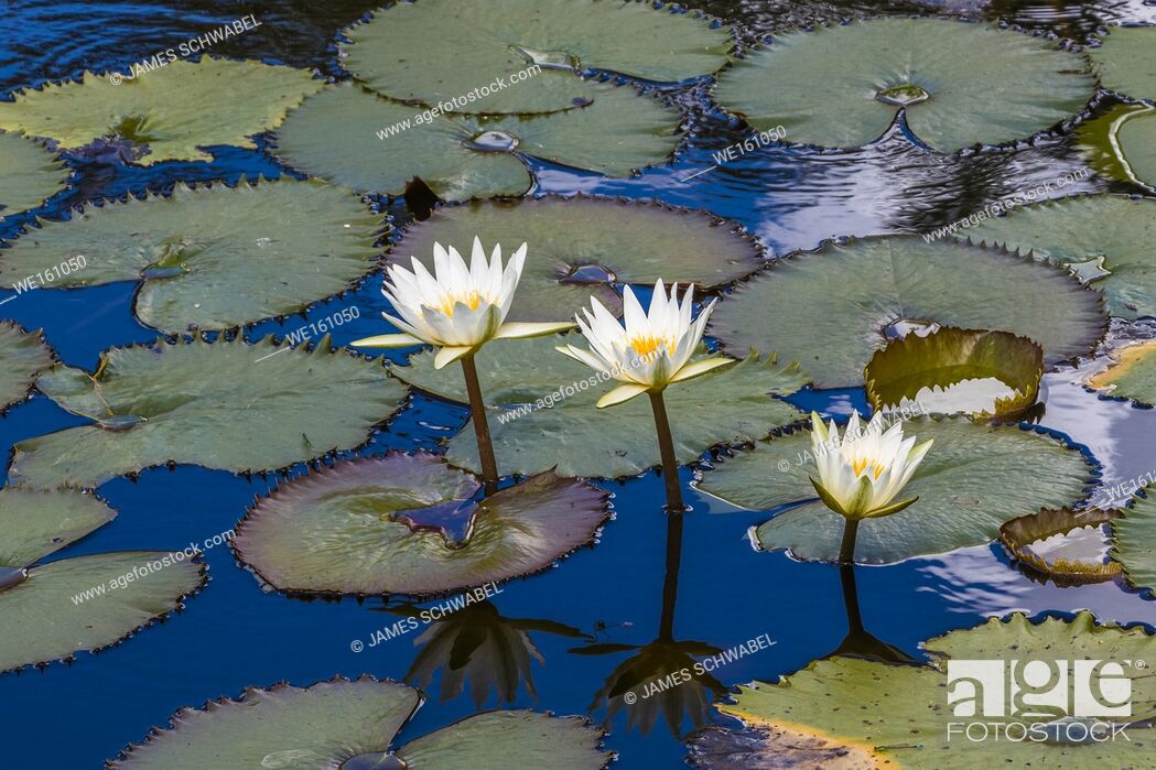Stock Photo: Water Lilies in pond.