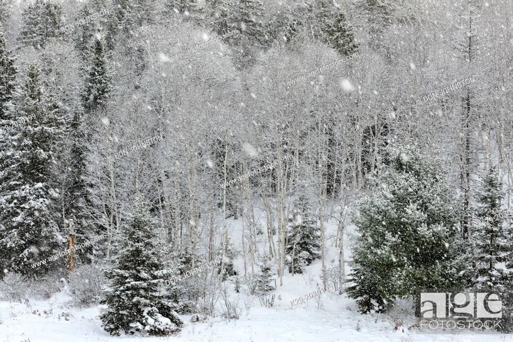 Stock Photo: Hillside of Winter trees (birch and spruce) dusted with a light snowfall, Greater Sudbury (Lively), Ontario, Canada.