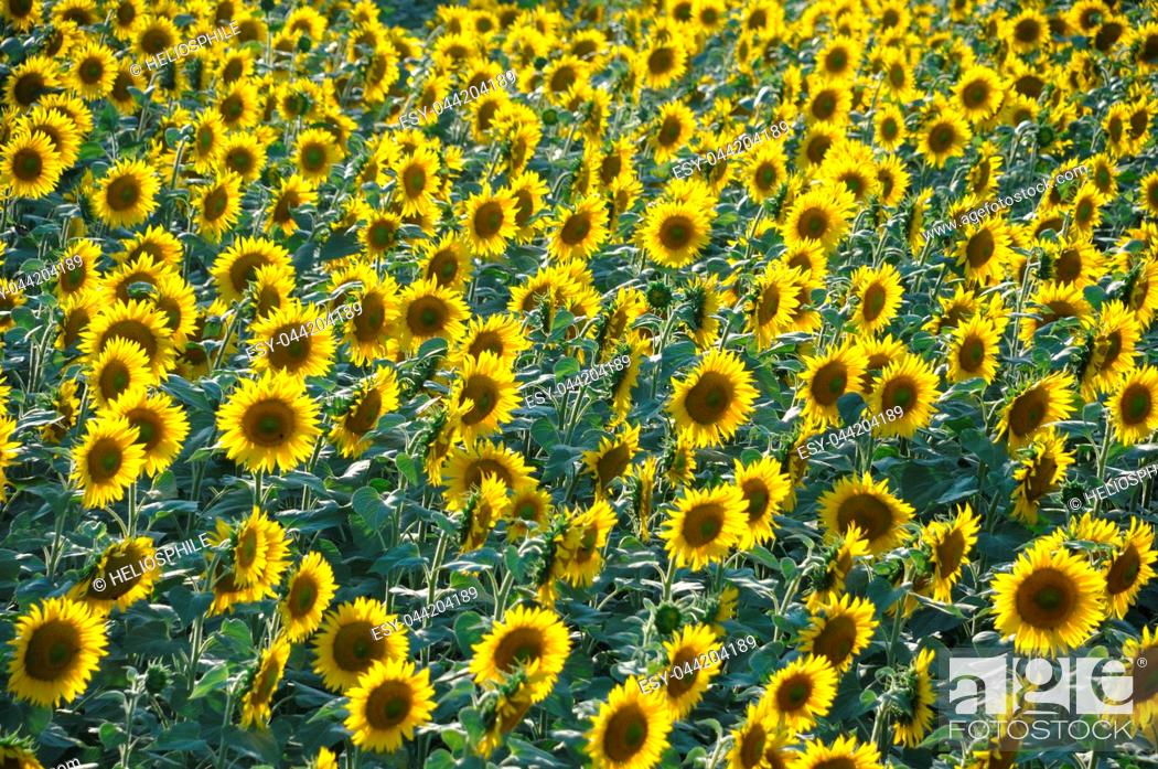 Imagen: sun flower field.