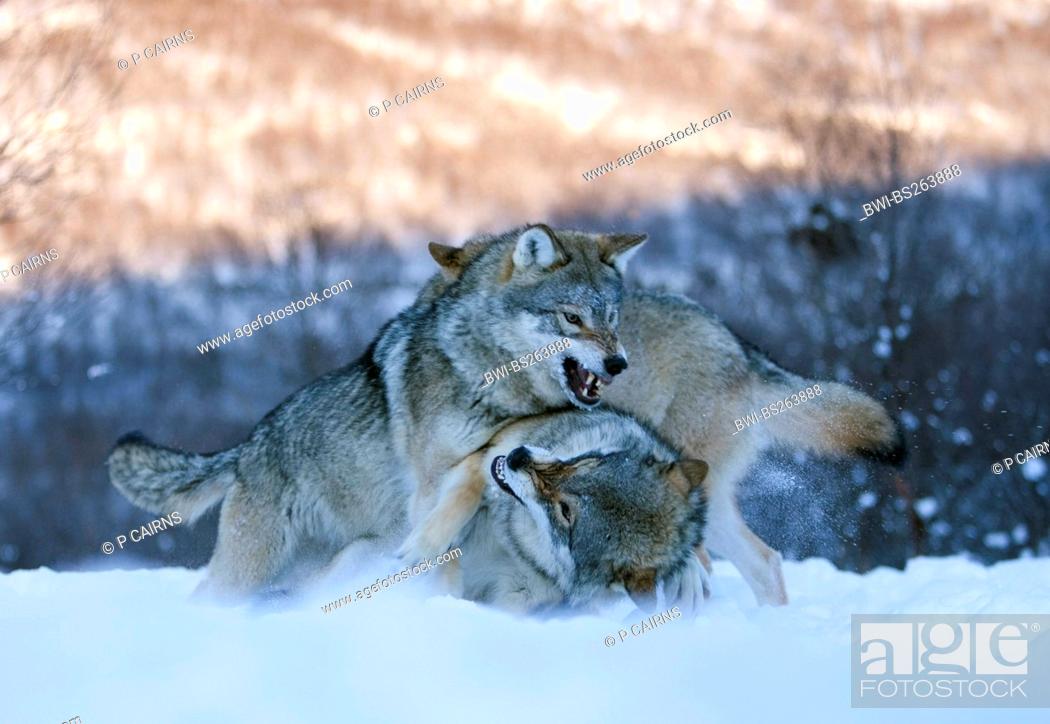 European gray wolf Canis lupus lupus, three animals pack fighting on a snow  field to establish..., Stock Photo, Picture And Rights Managed Image. Pic.  BWI-BS263888 | agefotostock