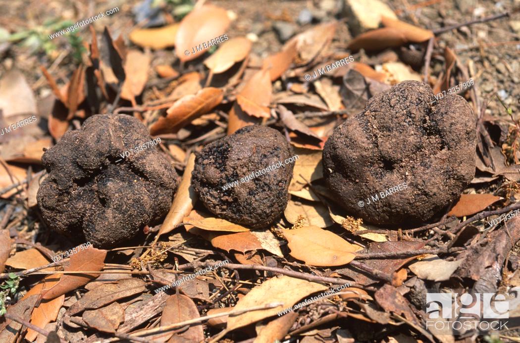 Stock Photo: Summer truffle (Tuber aestivum) is an edible fungus of great gastronomic value.