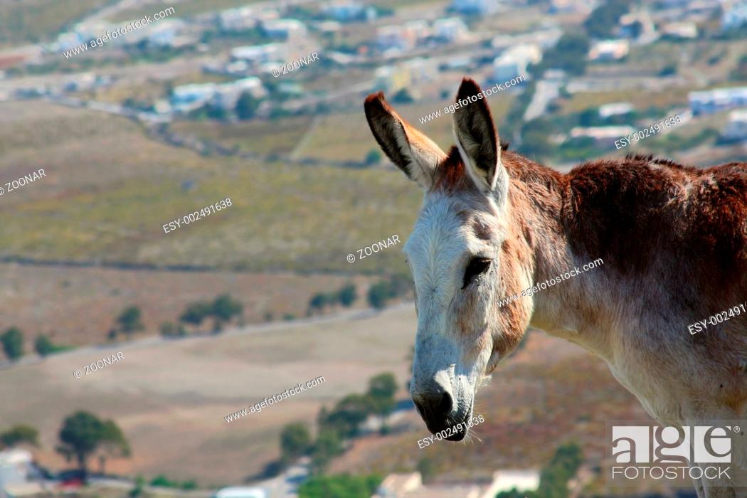 Stock Photo: A donkey stands on a hillside.