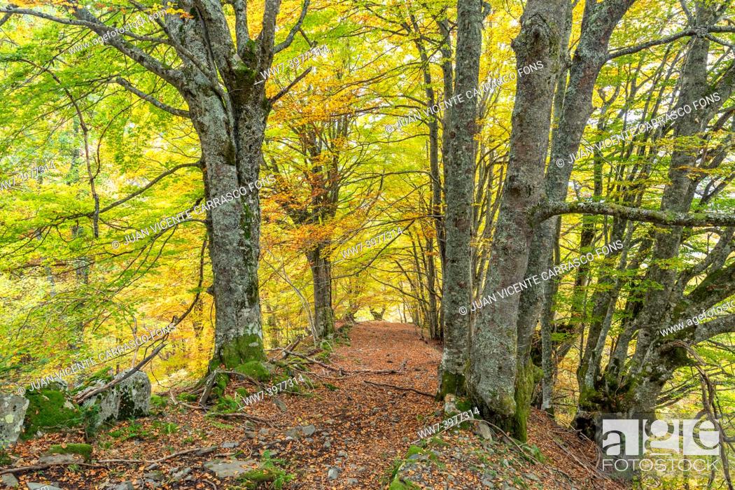 Stock Photo: Carlac forest in autumn, Aran valley, Pyrenees, Spain.