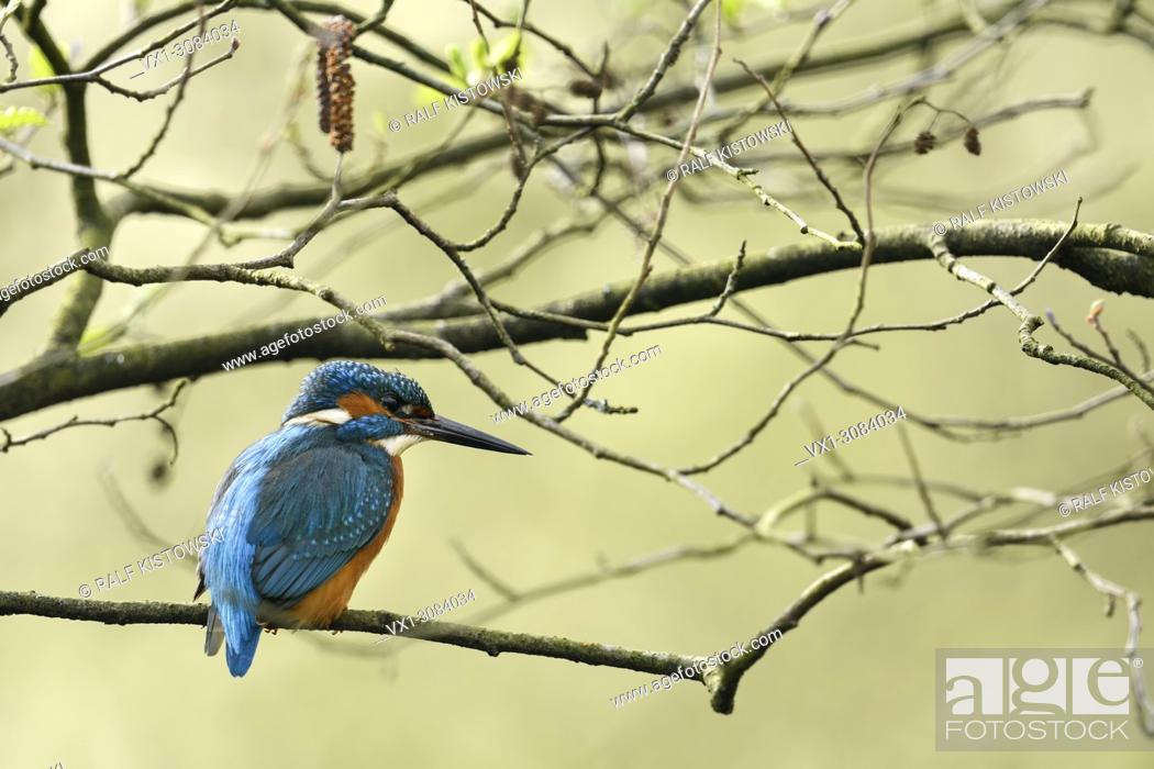 Stock Photo: Common Kingfisher / Eisvogel ( Alcedo atthis ), male, colourful bird, perched in an alder tree for hunting, backside view, wildlife, Europe.