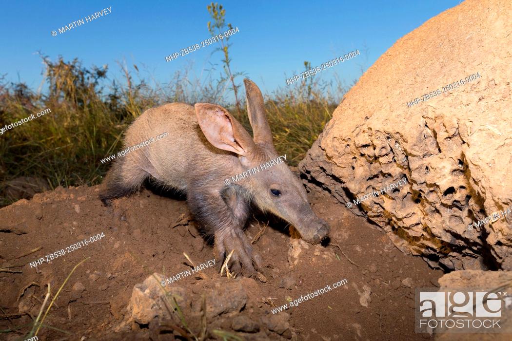 The Aardvark or Antbear is a burrowing, nocturnal animal native to Africa,  Stock Photo, Picture And Rights Managed Image. Pic. NHP-ZB538-250316-0004 |  agefotostock