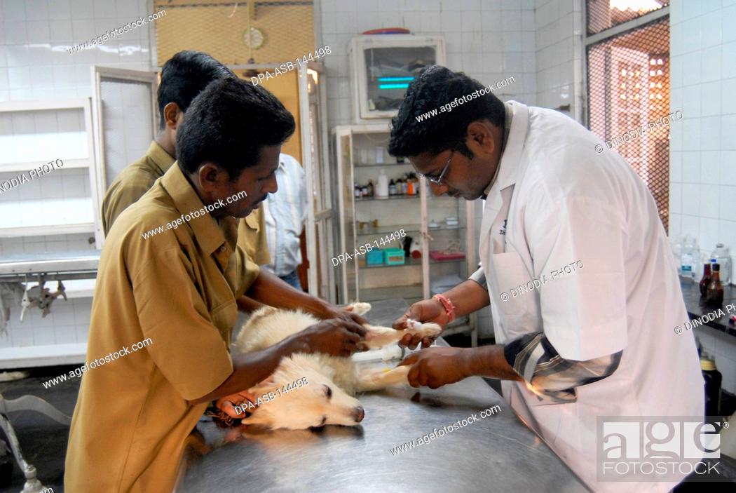 Veterinary doctors treating a wounded dog at the Parel Animal Hospital  known as The Bai Sakarbai..., Stock Photo, Picture And Rights Managed  Image. Pic. DPA-ASB-144498 | agefotostock
