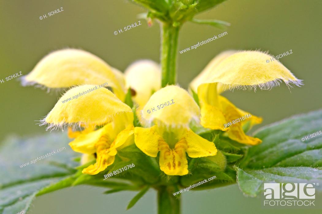 Stock Photo: yellow dead-nettle (Lamium galeobdolon), whorl of flowers, Germany, Schleswig-Holstein.