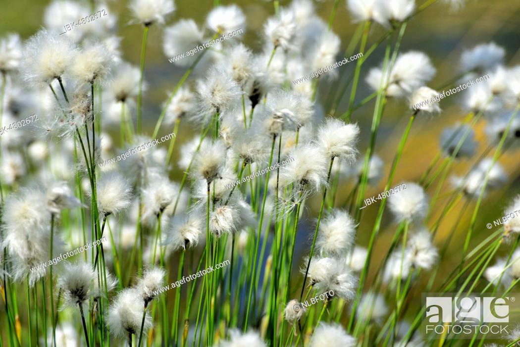 Stock Photo: Flowering hare's-tail cottongrass (Eriophorum vaginatum) in moorland, Grundbeckenmoor Nicklheim, alpine foothills, Bavaria Germany.