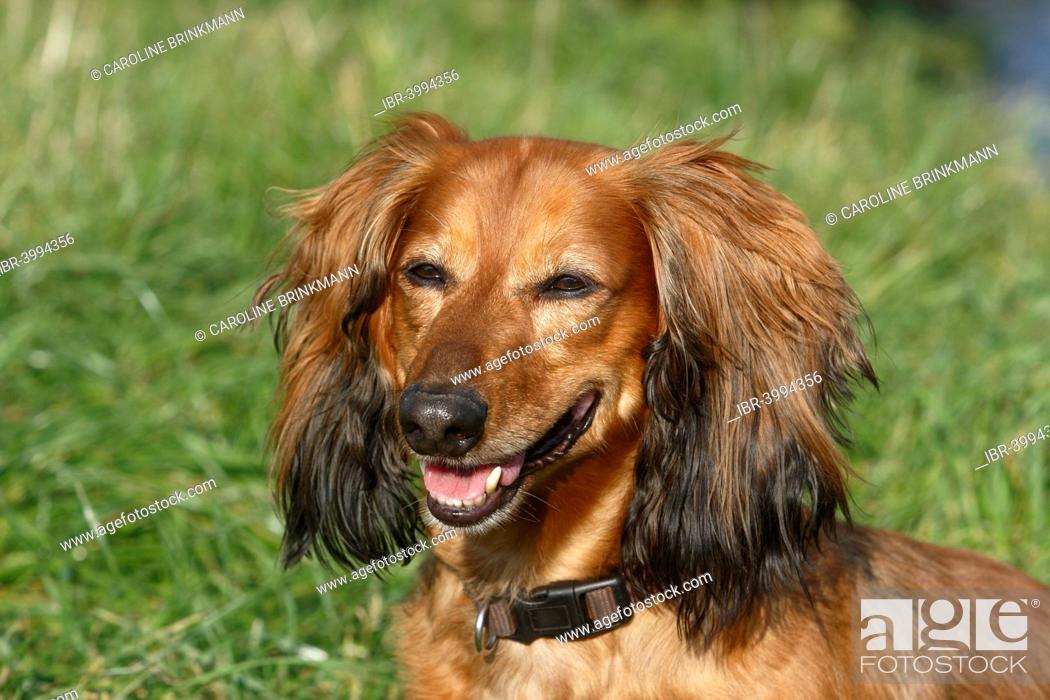 Long-haired dachshund, male dog, 7 years, North Rhine-Westphalia, Germany,  Stock Photo, Picture And Rights Managed Image. Pic. IBR-3994356 |  agefotostock