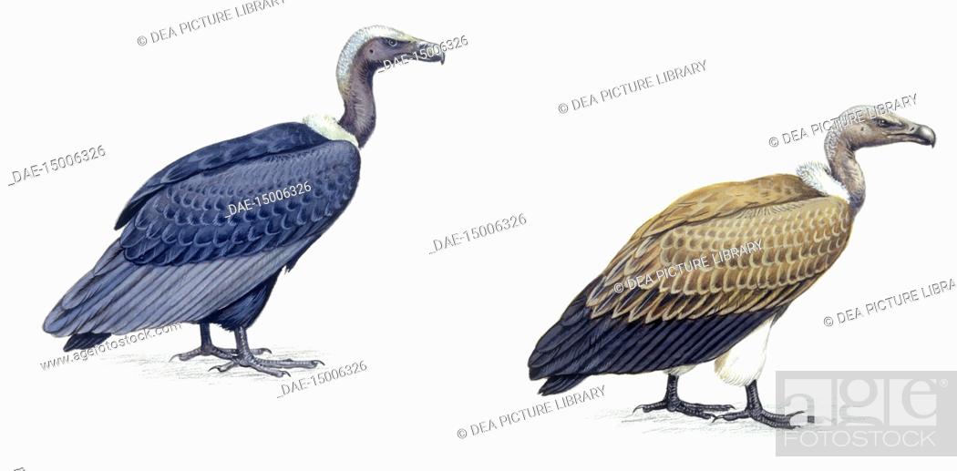Stock Photo: Zoology - Birds - Falconiformes - Indian White-rumped Vulture (Gyps bengalensis), Slender-billed Vulture (Gyps tenuirostris), illustration.