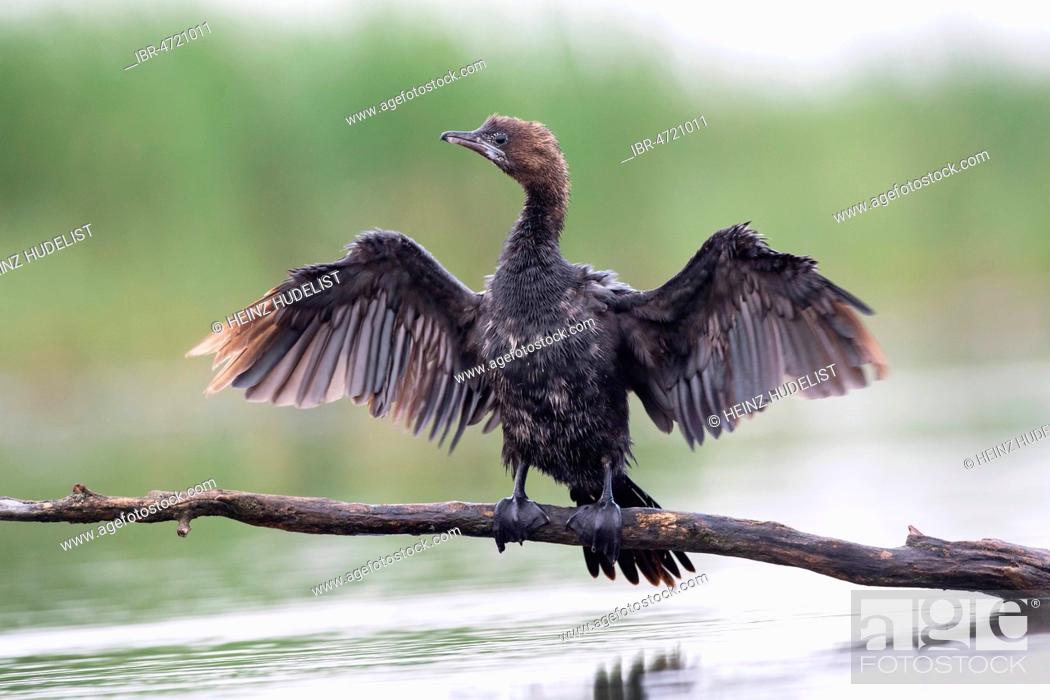 Stock Photo: Pygmy Cormorant (Phalacrocorax pygmeus) from the front, with open wings sitting on branch, Kiskunság National Park, Hungary.