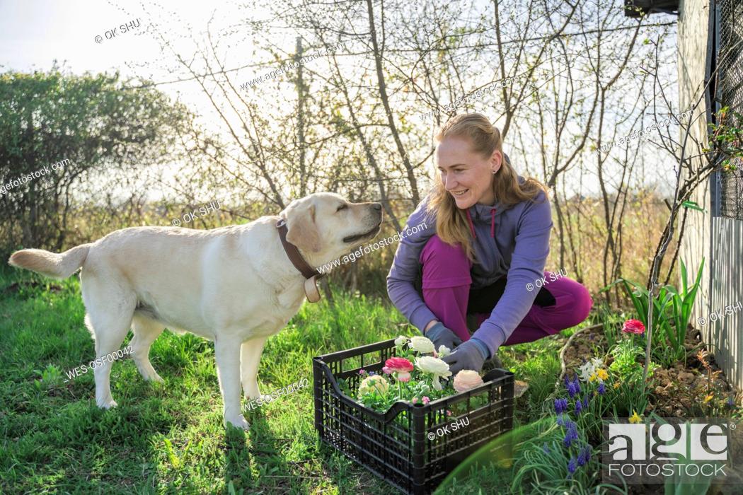Stock Photo: Smiling woman planting flowers crouching by dog in garden.