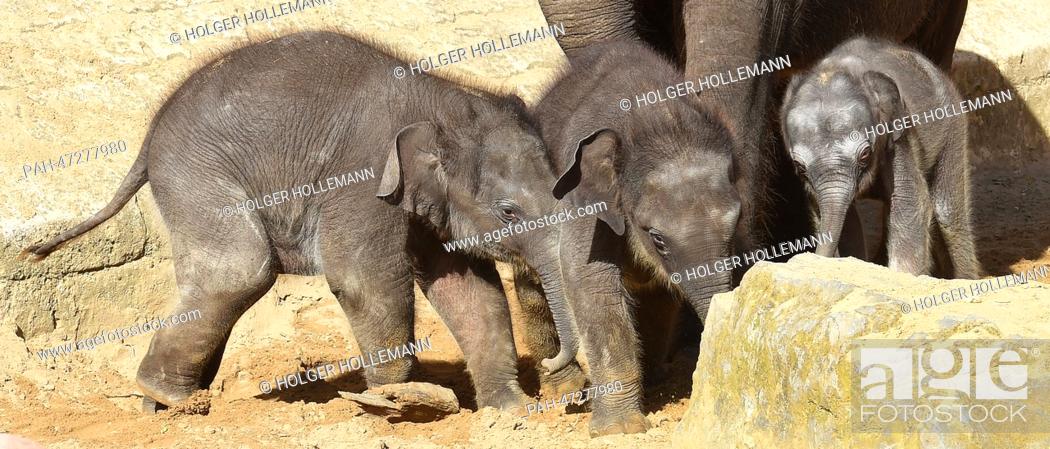 Stock Photo: A three day old elephant female takes one of her first trips out into the elephant enclosure with mother Califa and two of its older siblings at the Adventure.